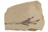Cypress (Chamaecyparis) Fossil Plate - McAbee Fossil Beds, BC #215659-1